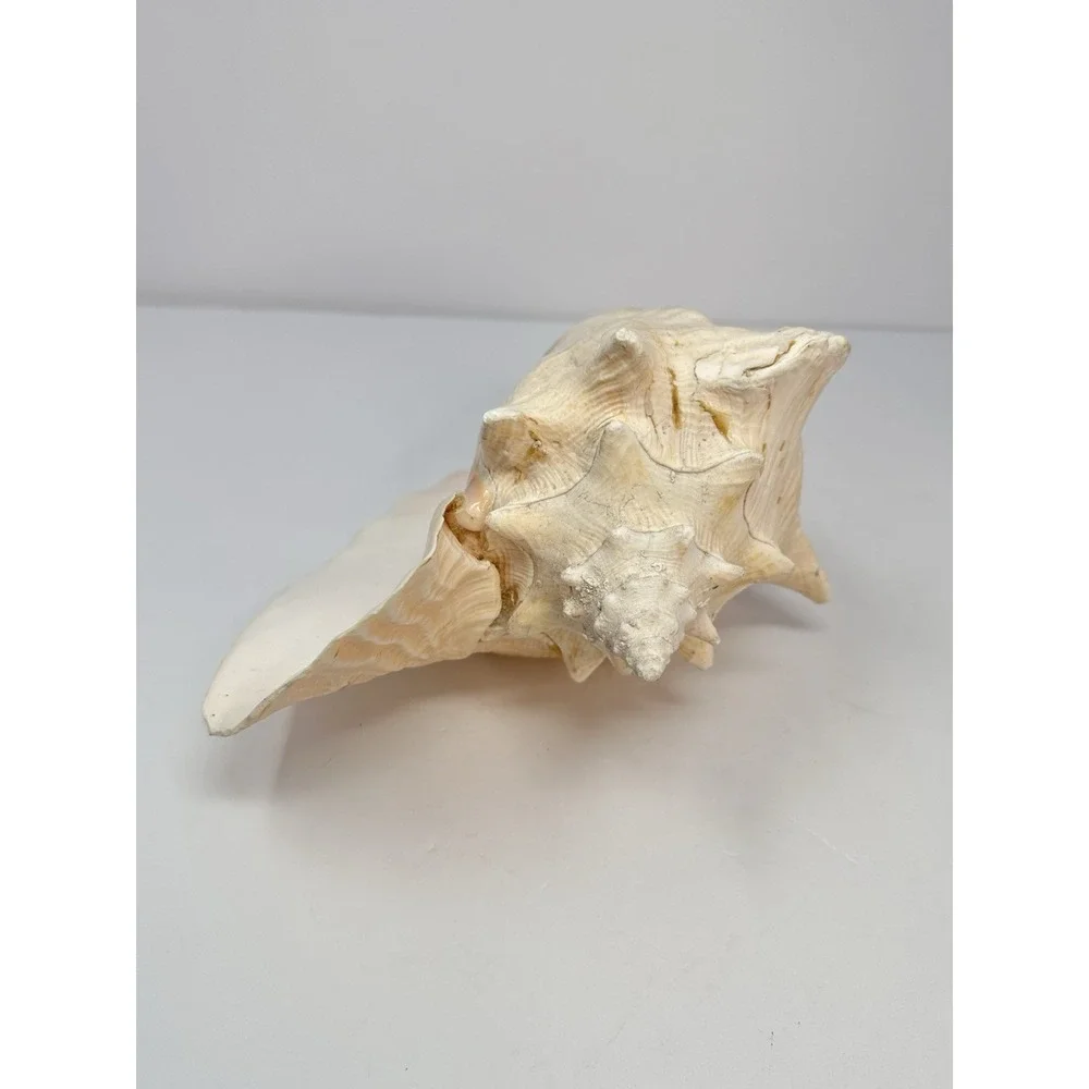 Large Natural Sea Shell Queen Conch 10